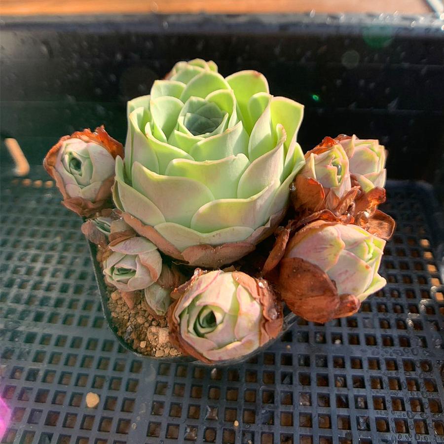農園直売 多肉植物 寄せ植え グリーノビア属 水蜜桃ローズ （群）抜き