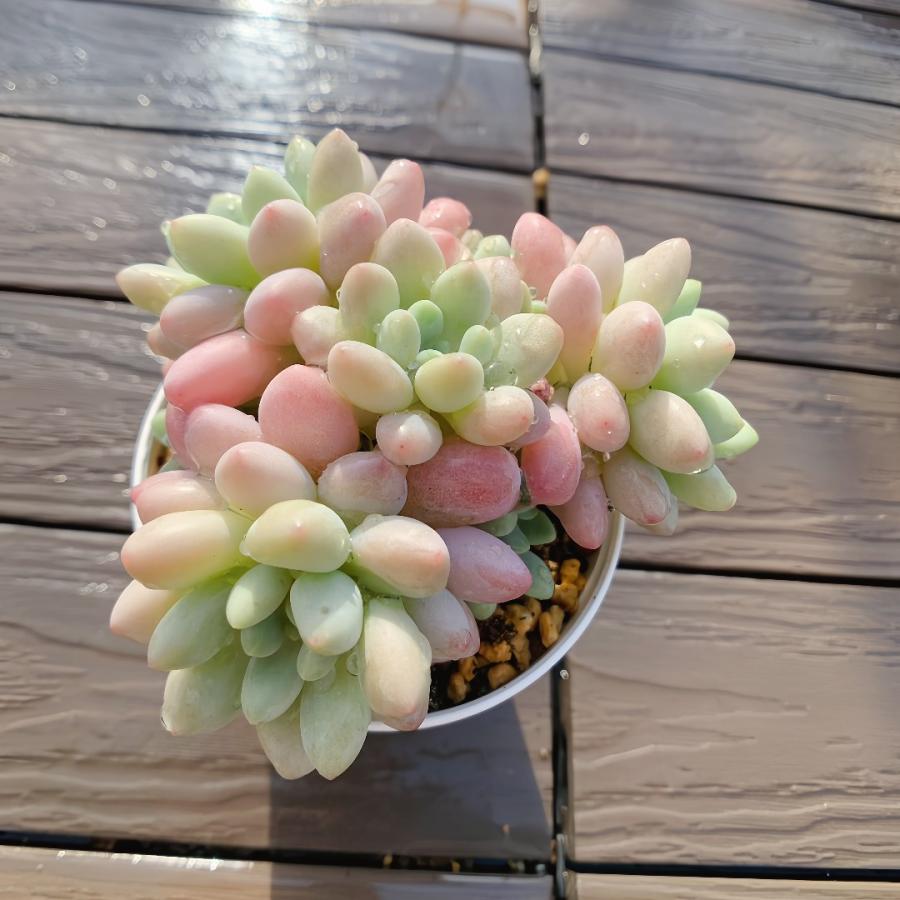 農園直売 多肉植物 寄せ植え パキフィツム属 DAPHNE ダフネ（群）美苗