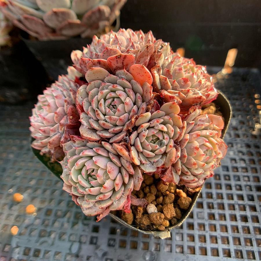農園直売 多肉植物 寄せ植え エケベリア属 ピンウィール（群