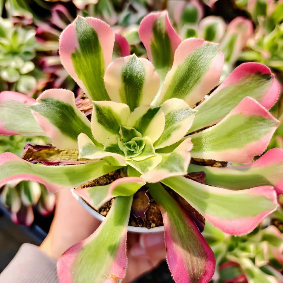 農園直売 多肉植物 アエオニウム属 雨花石（単） 観葉植物 インテリア