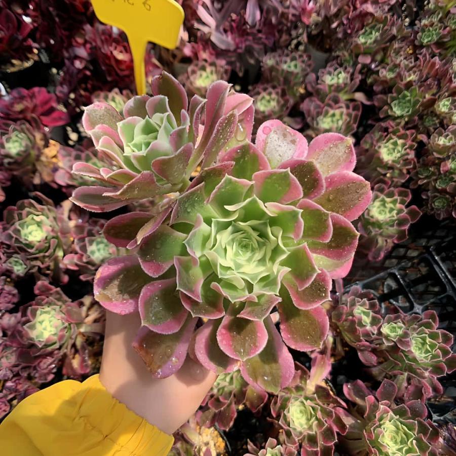 [非売品] ナチュラル多肉植物アレンジメント 壁掛け② 非売品] ナチュラル多肉植物アレンジメント 壁掛け② 送料無料】多肉