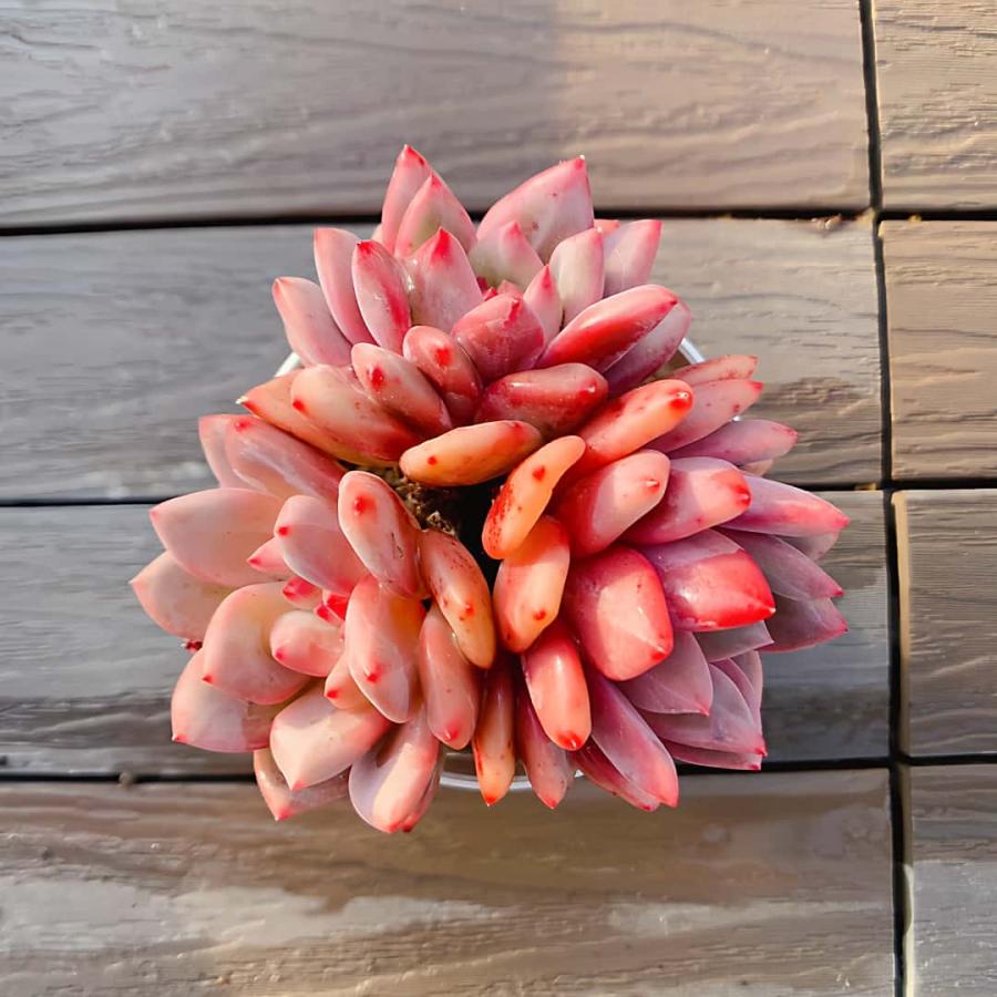 農園直売 多肉植物 寄せ植え エケベリア属 アリエル（群） Echeveria