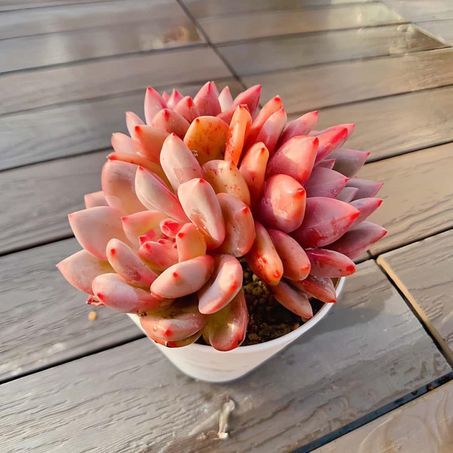 農園直売 多肉植物 寄せ植え エケベリア属 アリエル（群） Echeveria