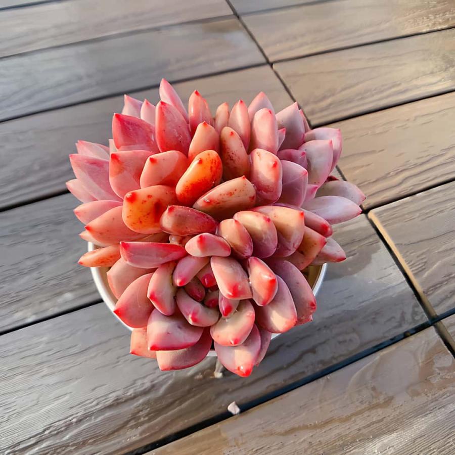 農園直売 多肉植物 寄せ植え エケベリア属 アリエル（群） Echeveria