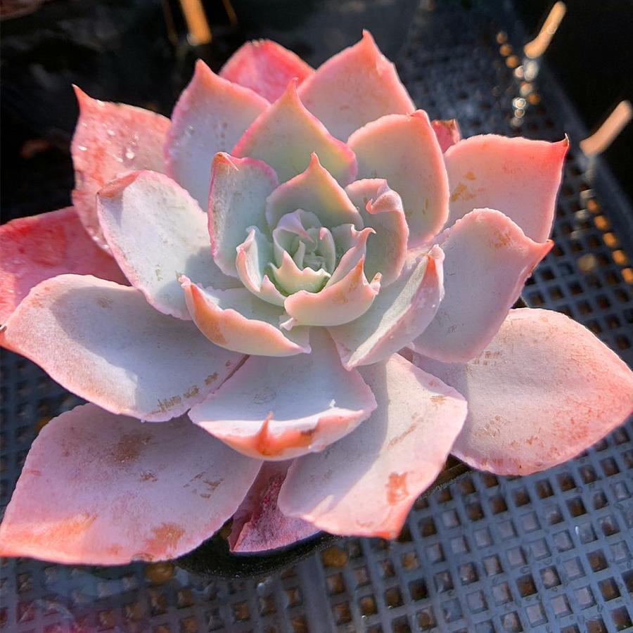 ウォングム農場◎ピンキールミ◎多肉植物 カット苗 輸入苗 エケベリア等 農園直売 多肉植物 寄せ植え エケベリア属 Echeveria 'Pinky' ピンキー