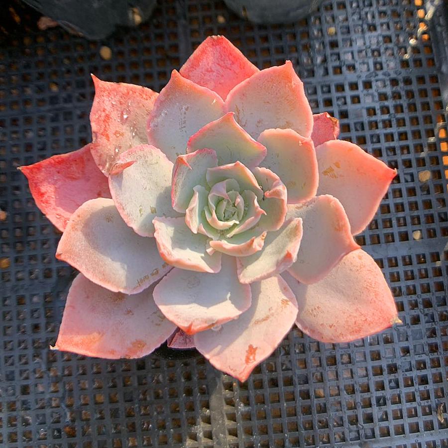 農園直売 多肉植物 寄せ植え エケベリア属 Echeveria 'Pinky' ピンキー