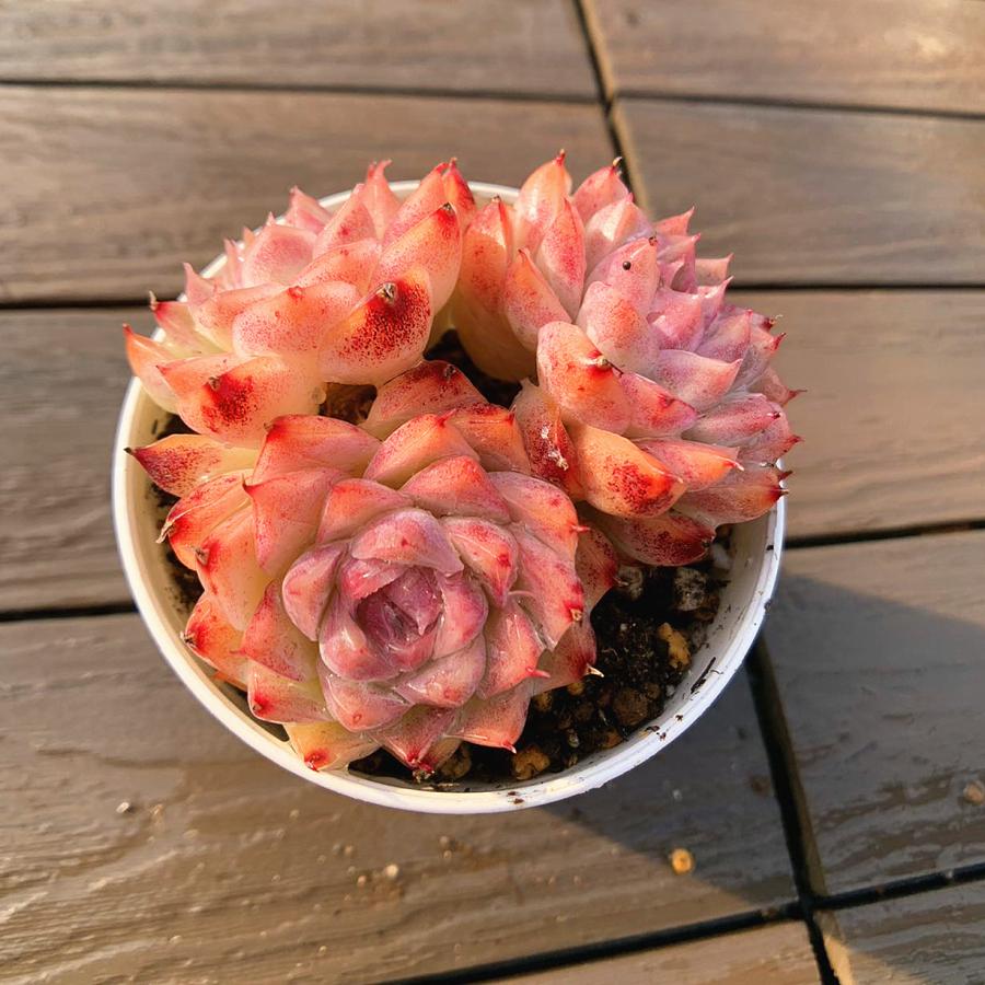 農園直売 多肉植物 寄せ植え エケベリア属 桃薫の女王（2-3頭） 観葉