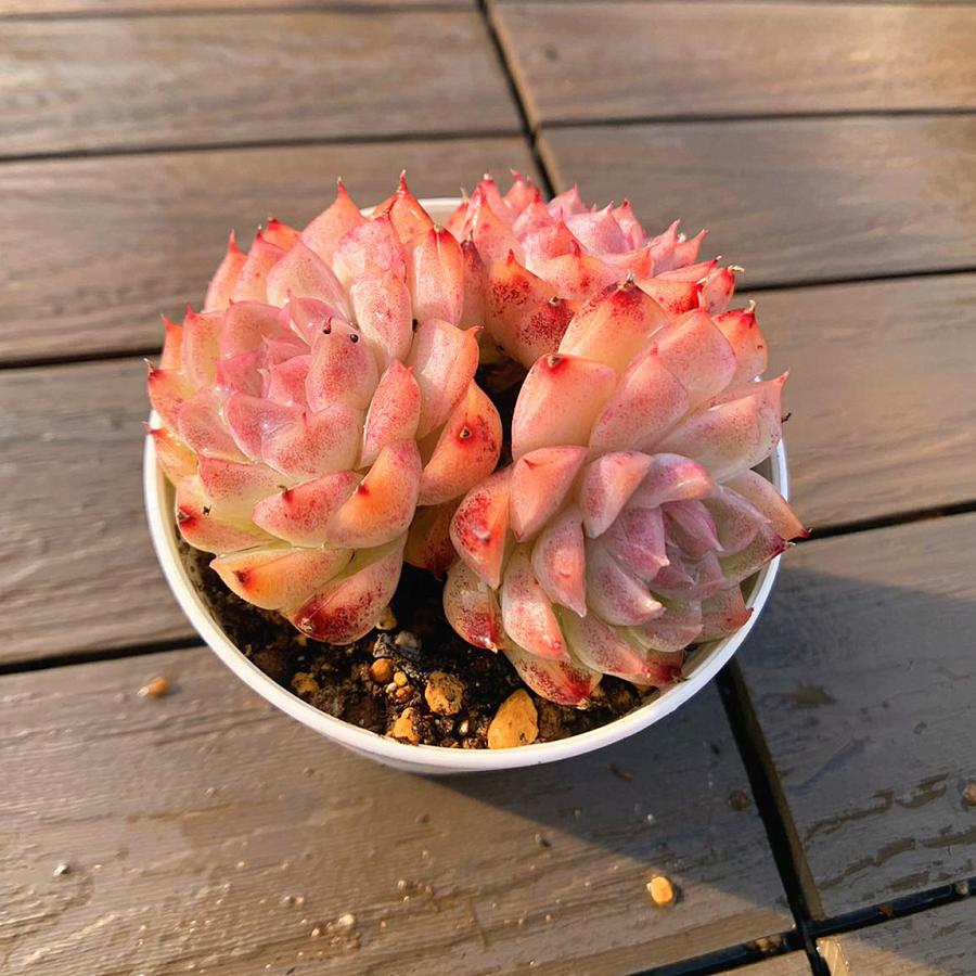 農園直売 多肉植物 寄せ植え エケベリア属 桃薫の女王（2-3頭） 観葉