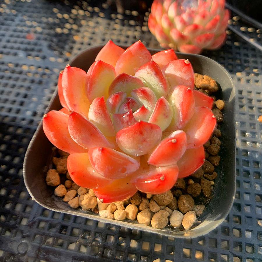 農園直売 多肉植物 寄せ植え エケベリア属 ストロベリーアーモンド（単