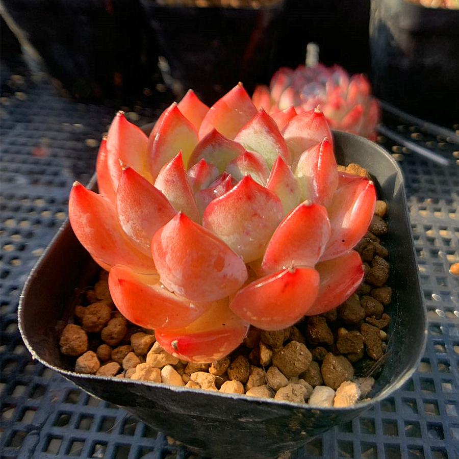 農園直売 多肉植物 寄せ植え エケベリア属 ストロベリーアーモンド（単