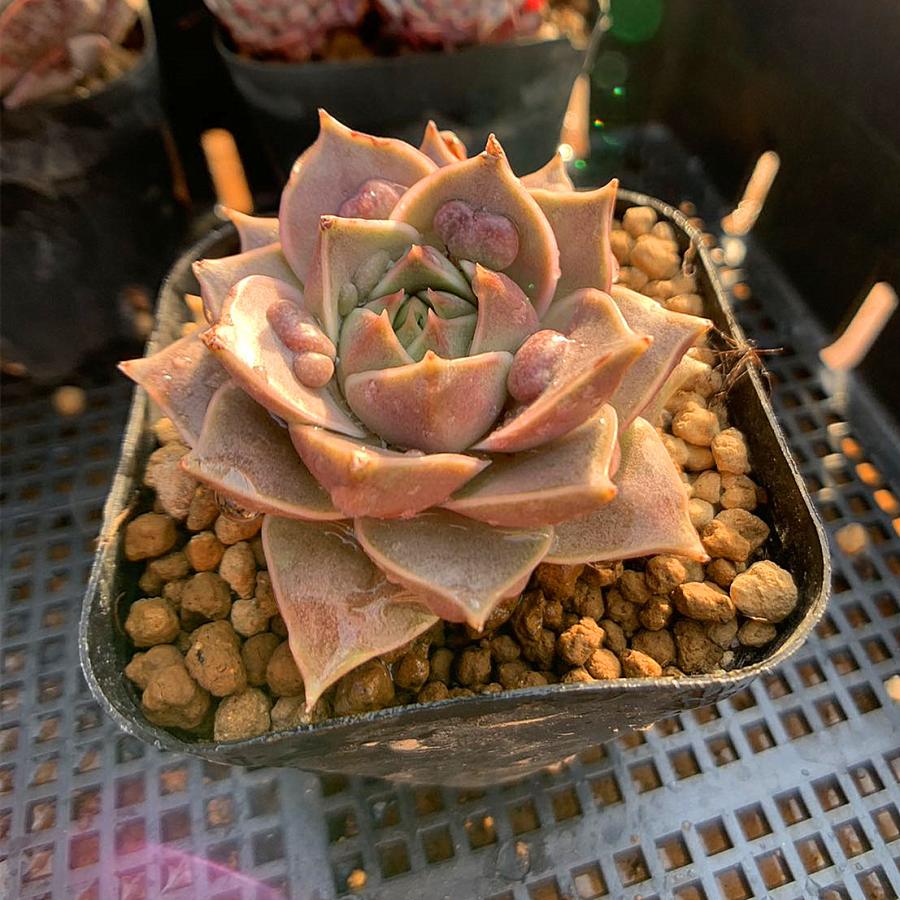 農園直売 多肉植物 寄せ植え エケベリア属 コブ神秘ローズ （単）超