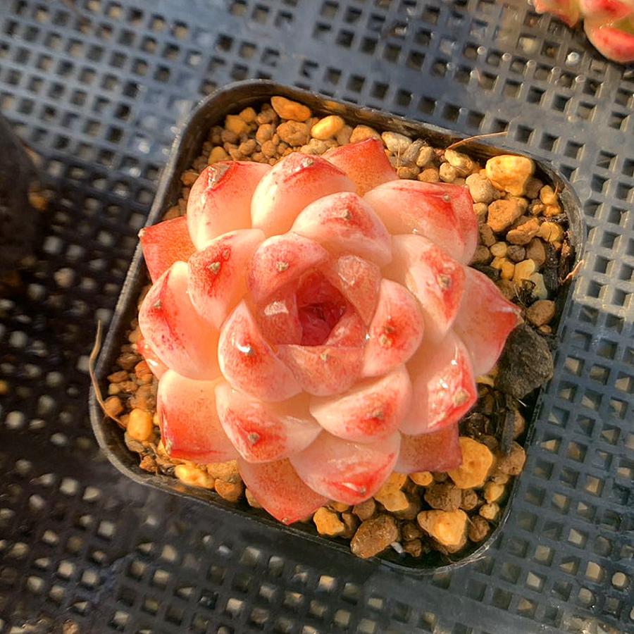 農園直売 多肉植物 寄せ植え エケベリア属 ストロベリームース（単