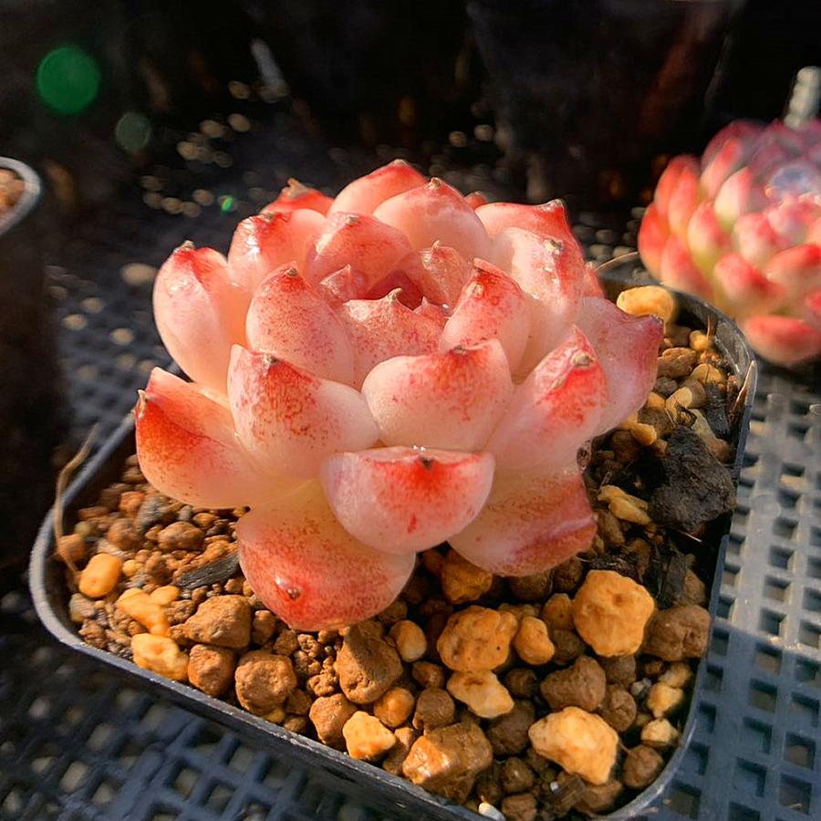 農園直売 多肉植物 寄せ植え エケベリア属 ストロベリームース（単