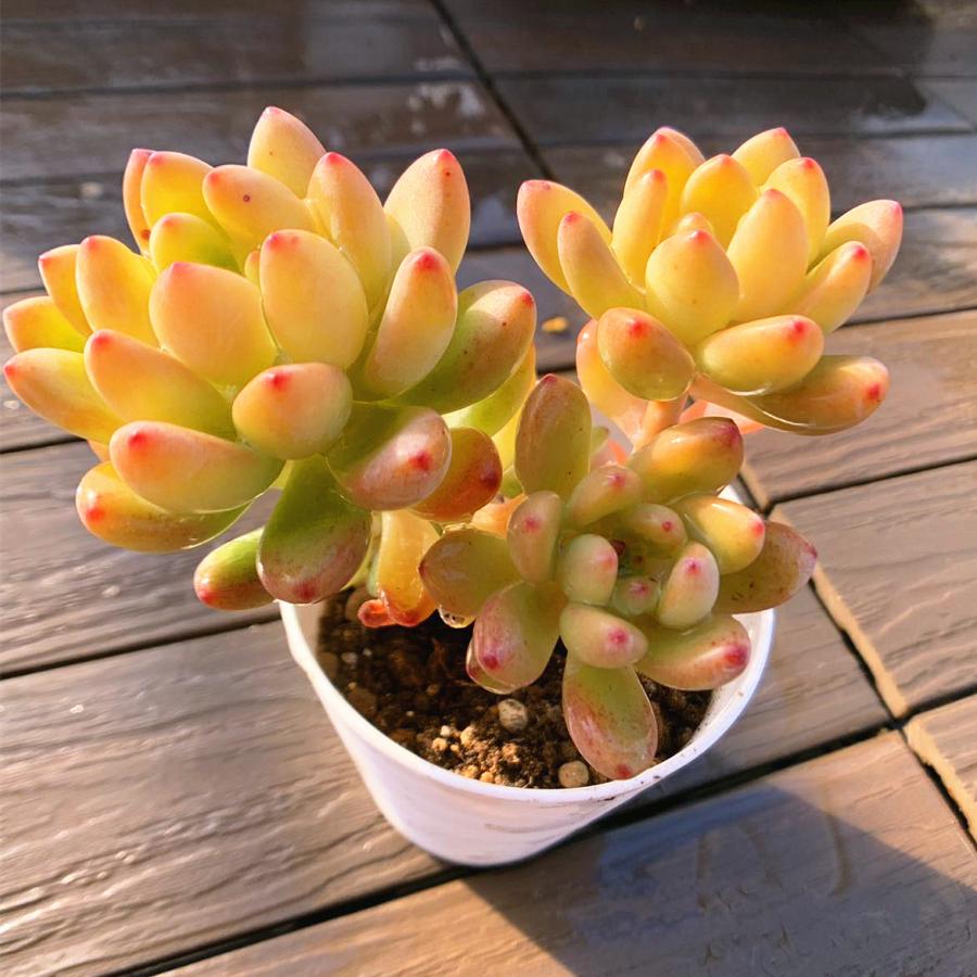 Top【選抜株】多肉植物　361432シャングリラ　70個　鉢無し/脱土 農園直売 多肉植物 寄せ植え シャングリラ（群）観葉植物 インテリア