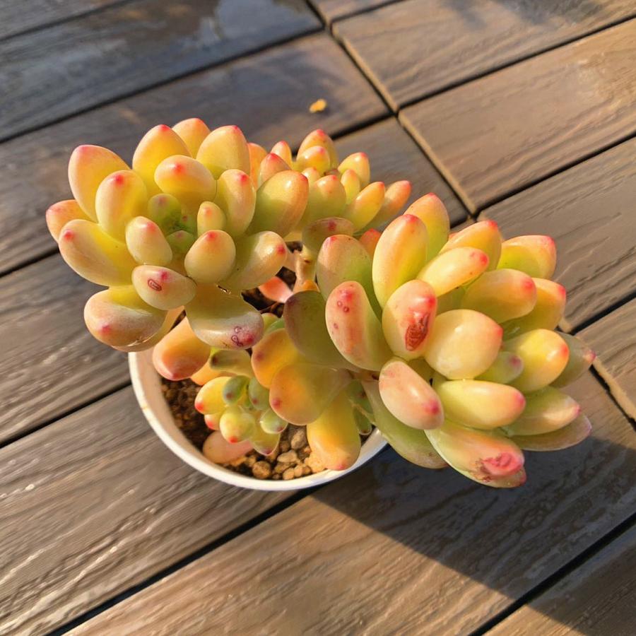 農園直売 多肉植物 寄せ植え シャングリラ（群）観葉植物 インテリア