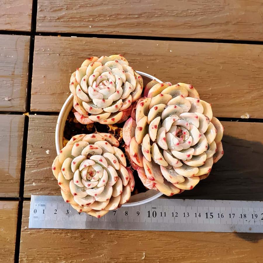 農園直売 多肉植物 寄せ植え エケベリア属 ミニマ錦（群） 超美苗 抜き