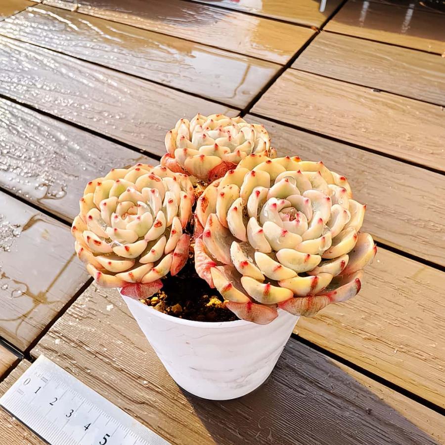 農園直売 多肉植物 寄せ植え エケベリア属 ミニマ錦（群） 超美苗 抜き