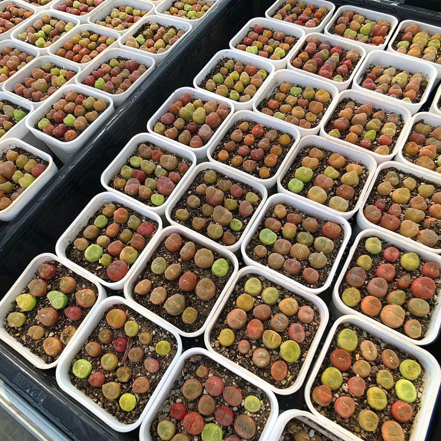 農園直売 多肉植物 コノフィツム マウガニー12-16頭 メセン 観葉植物