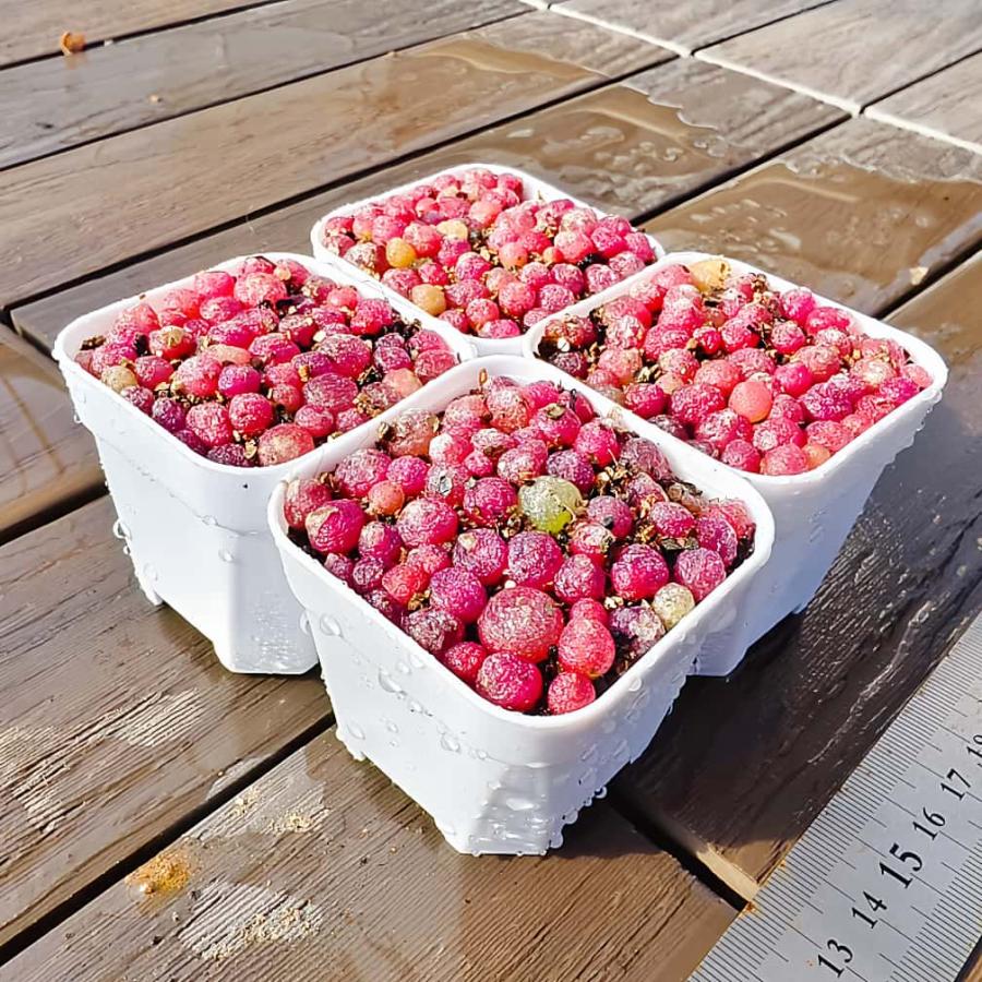 農園直売 多肉植物 コノフィツム属 ブルゲリ 30-45頭セット 超お得