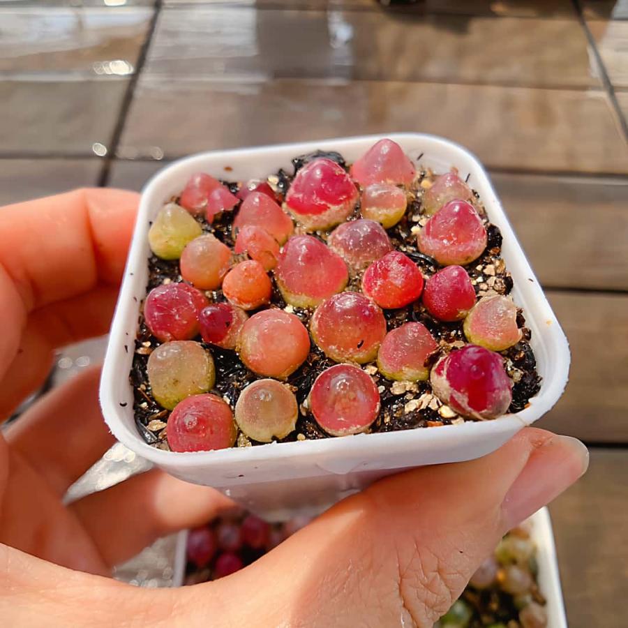 農園直売 多肉植物 コノフィツム属 ブルゲリ 22-30頭セット 超お得