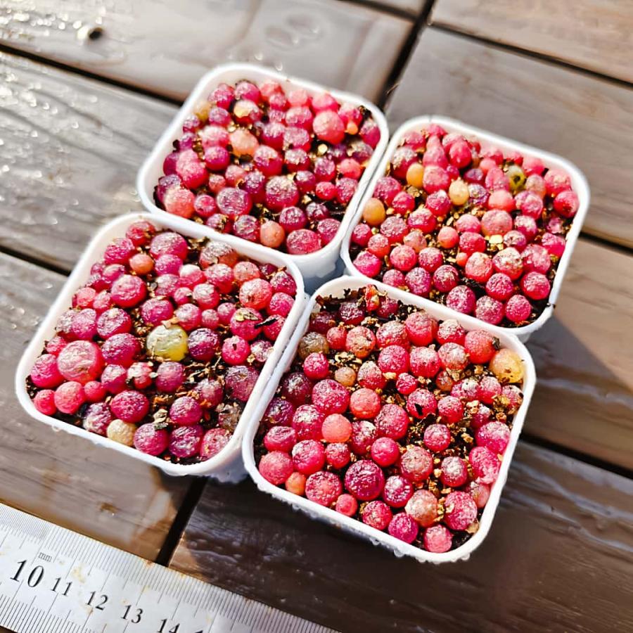 農園直売 多肉植物 コノフィツム属 ブルゲリ 30-45頭セット 超お得