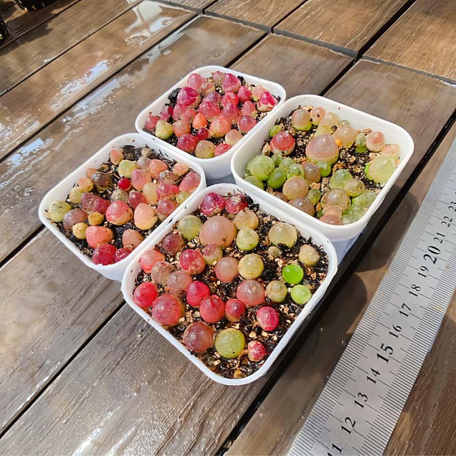 農園直売 多肉植物 コノフィツム属 ブルゲリ 22-30頭セット 超お得