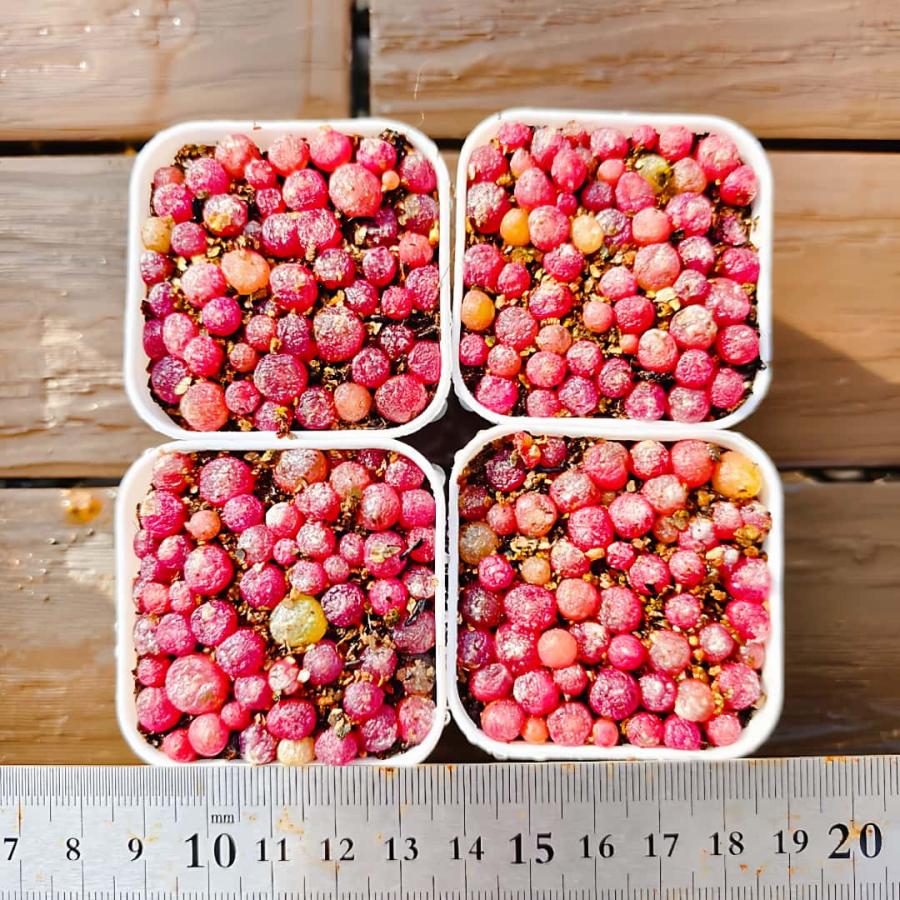 農園直売 多肉植物 コノフィツム属 ブルゲリ 30-45頭セット 超お得