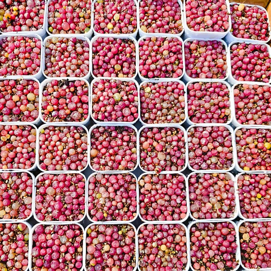 農園直売 多肉植物 コノフィツム属 ブルゲリ 30-45頭セット 超お得