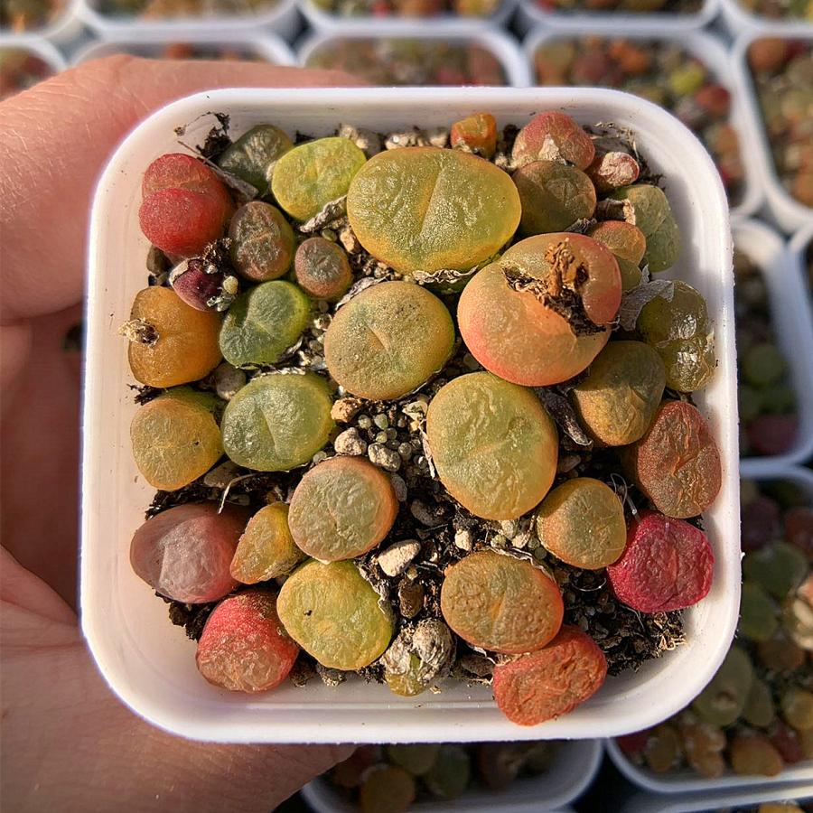 農園直売 多肉植物 コノフィツム属 マウガニー 蟠桃 18頭セット 農園直売 多肉植物 コノフィツム属 マウガニー 蟠桃 18頭セット