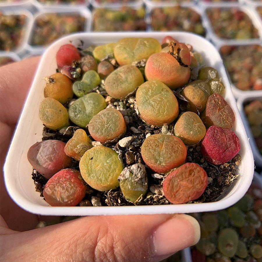 農園直売 多肉植物 コノフィツム属 マウガニー 蟠桃 18頭セット 超お得
