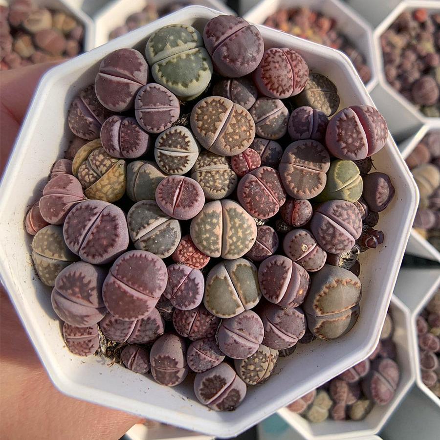 農園直売 多肉植物 寄せ植え リトープス 紫系（45-60頭セット