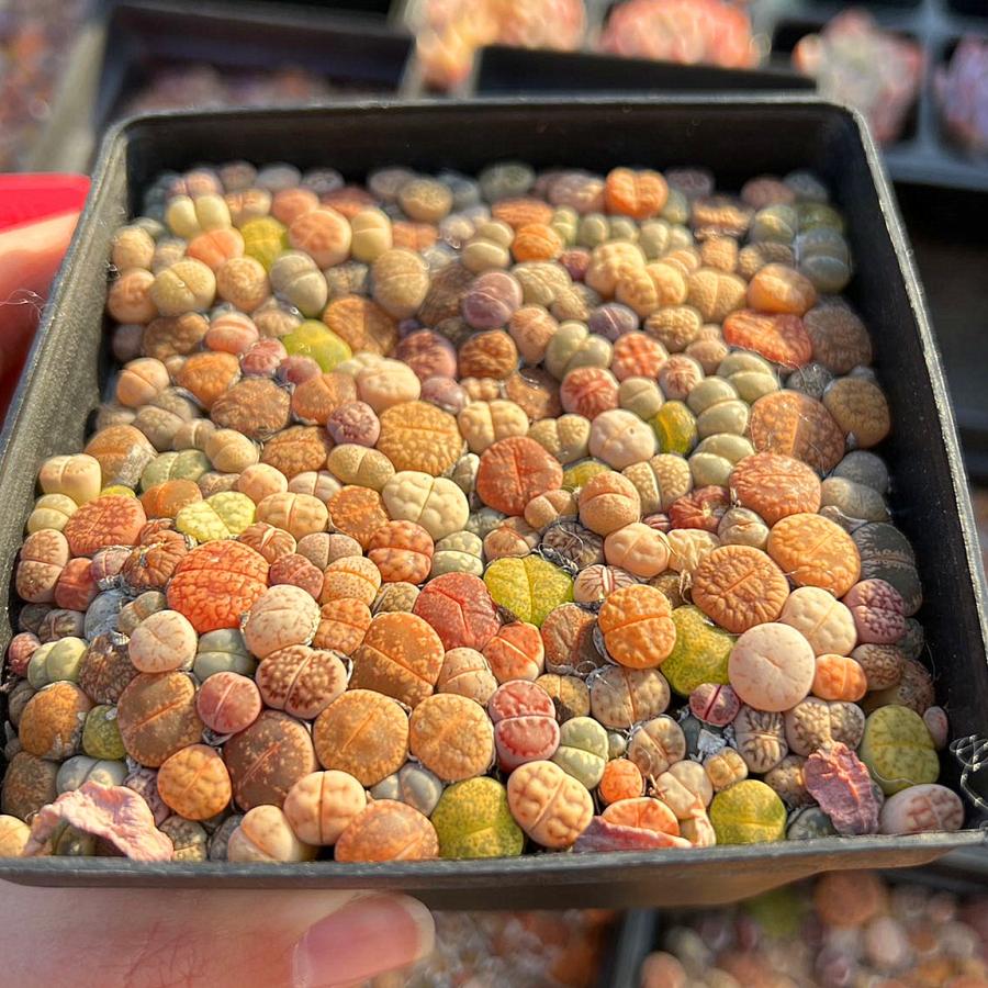 農園直売 多肉植物 寄せ植え カラフルリトープス（150頭以上