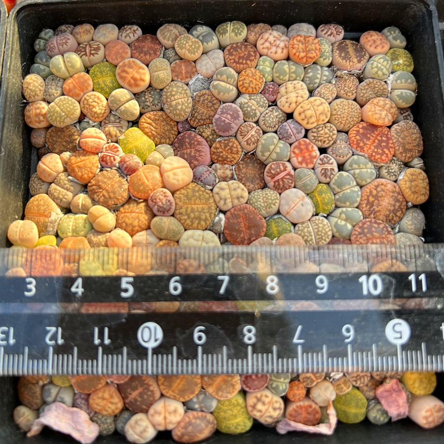 農園直売 多肉植物 寄せ植え カラフルリトープス（150頭以上セット