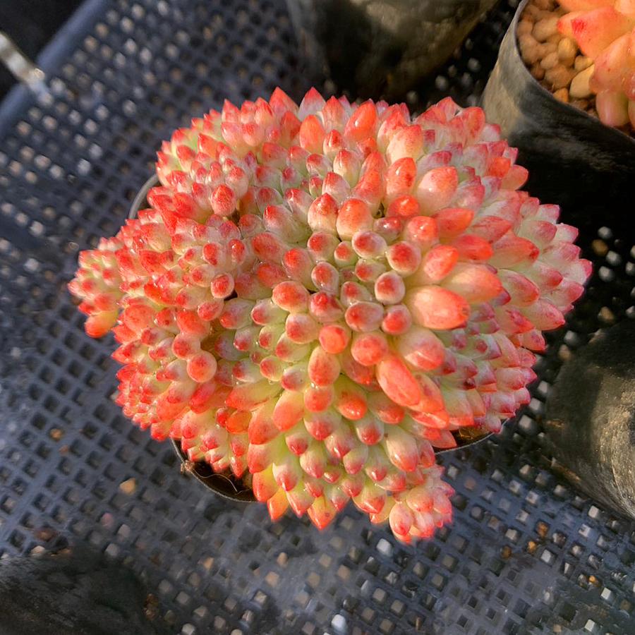 農園直売 多肉植物 寄せ植え エケベリア属 珊瑚玉（群） 観葉植物