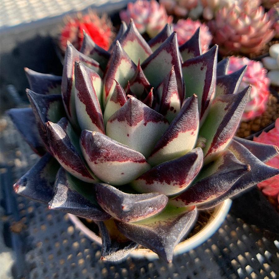 農園直売 多肉植物 寄せ植え エケベリア属 Echeveria 黒魔王（単）特大　抜き苗 観葉植物 インテリア　多肉専門VERVE（Yahoo!・多肉専門VERVE）