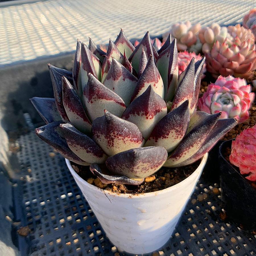 アロエベラぬき苗特大サイズ 多肉植物 農園直売 多肉植物 寄せ植え エケベリア属 Echeveria 黒魔王（単）特大
