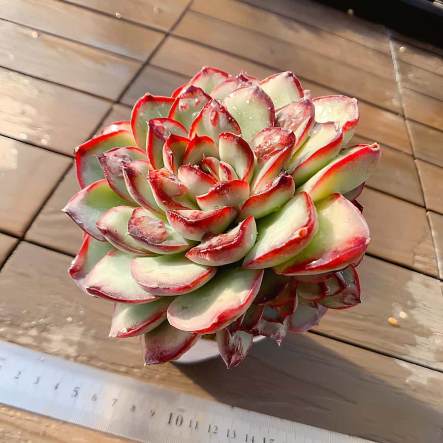 農園直売 多肉植物 寄せ植え エケベリア属 コブメキシコポルデンシス