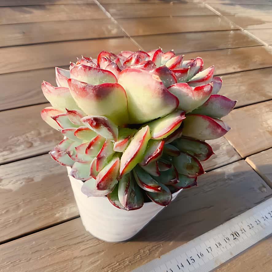 農園直売 多肉植物 寄せ植え エケベリア属 コブメキシコポルデンシス