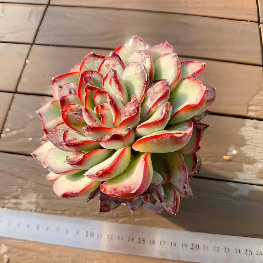 農園直売 多肉植物 寄せ植え エケベリア属 コブメキシコポルデンシス