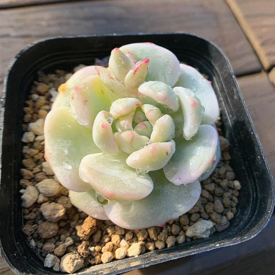 農園直売 多肉植物 寄せ植え エケベリア属 バニラビス錦（単） 観葉