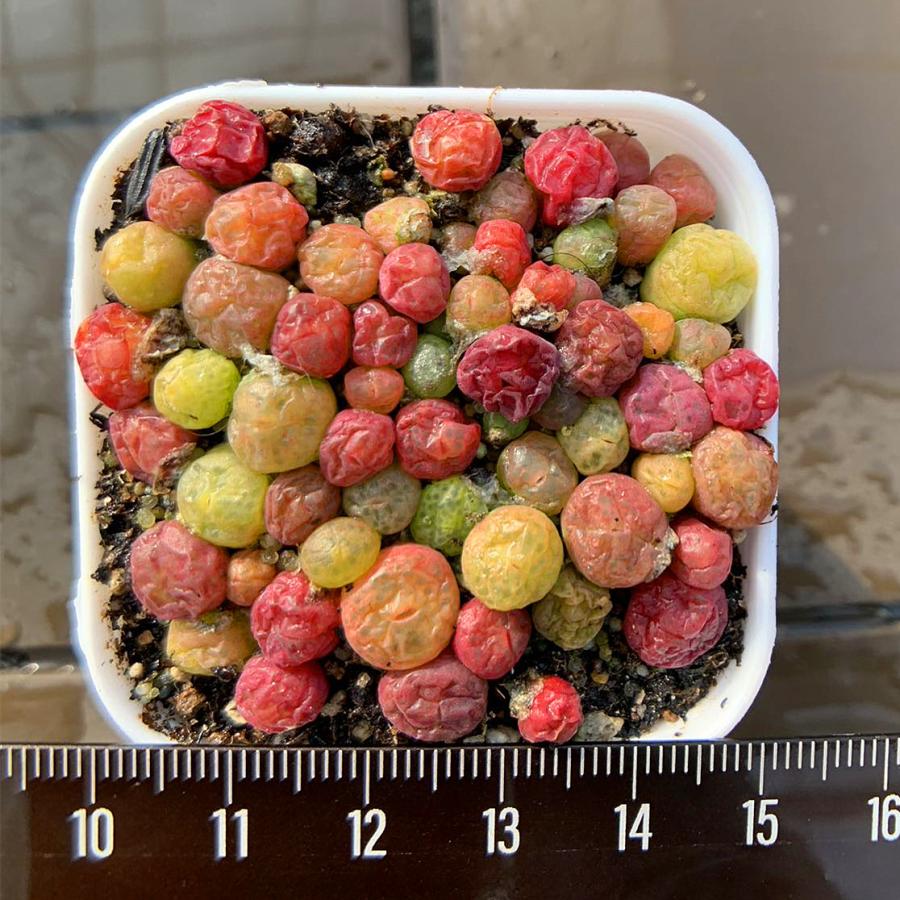 農園直売 多肉植物 コノフィツム属 翠光玉MIX 30-40頭セット 超 農園直売 多肉植物 コノフィツム属 翠光玉MIX 30-40頭セット 超