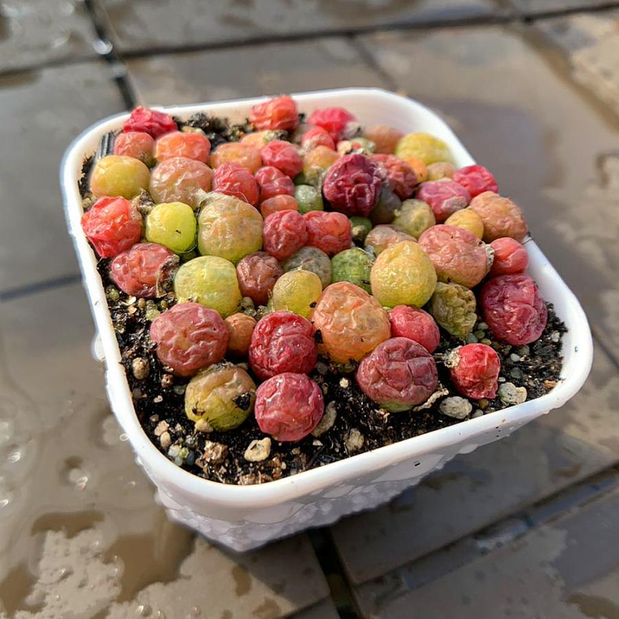 農園直売 多肉植物 コノフィツム属 翠光玉MIX 30-40頭セット 超 農園直売 多肉植物 コノフィツム属 翠光玉MIX 30-40頭セット 超