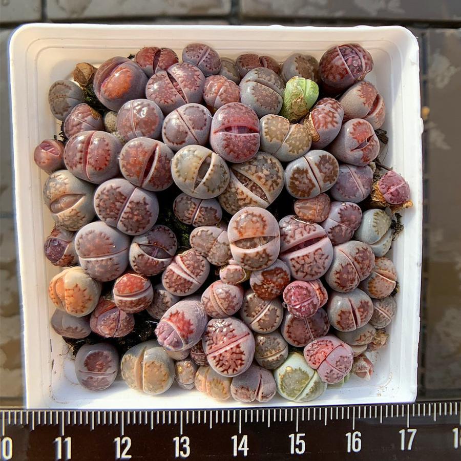 農園直売 多肉植物 コノフィツム属 リトープス（紫） 50-60頭セット 超