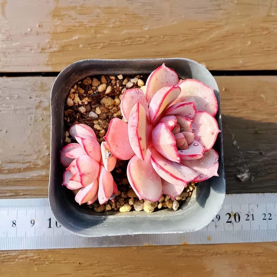 農園直売 エケベリア属 サブコリンボサ ラウ026（2頭）多肉植物 観葉