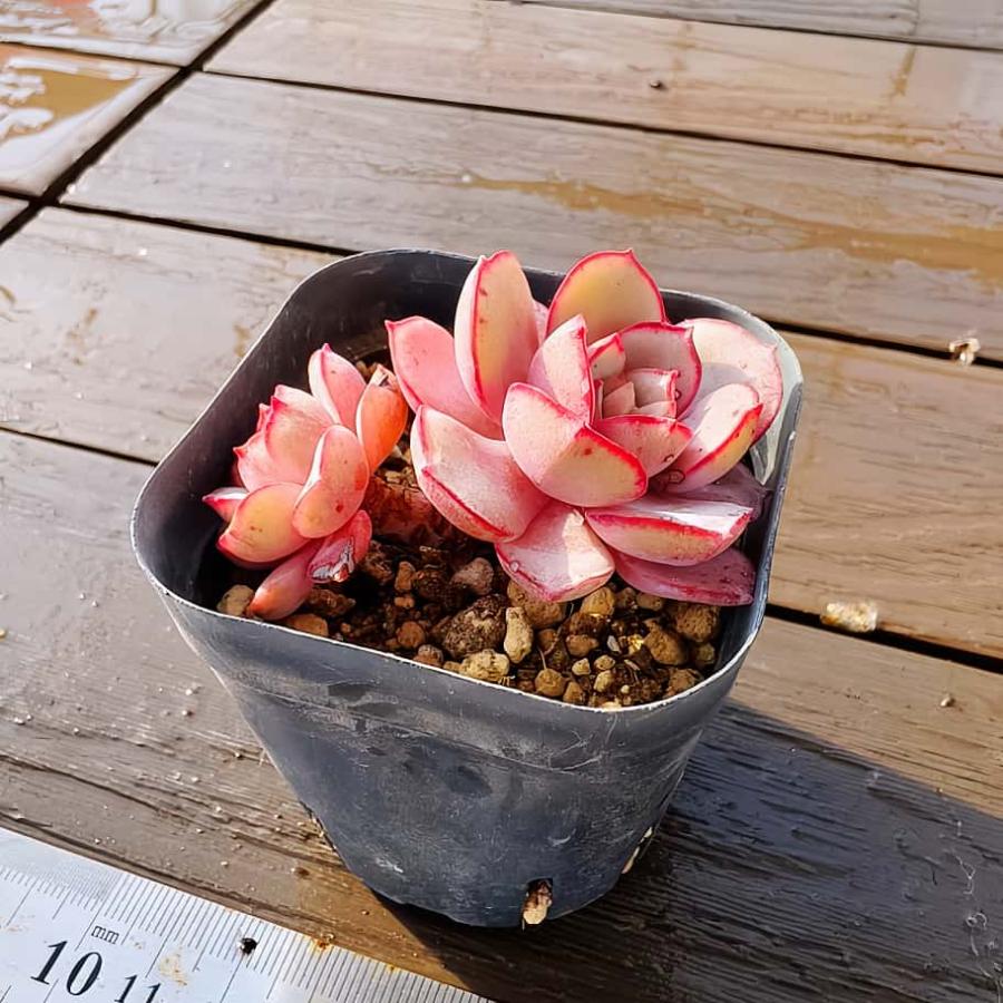 農園直売 エケベリア属 サブコリンボサ ラウ026（2頭）多肉植物 観葉
