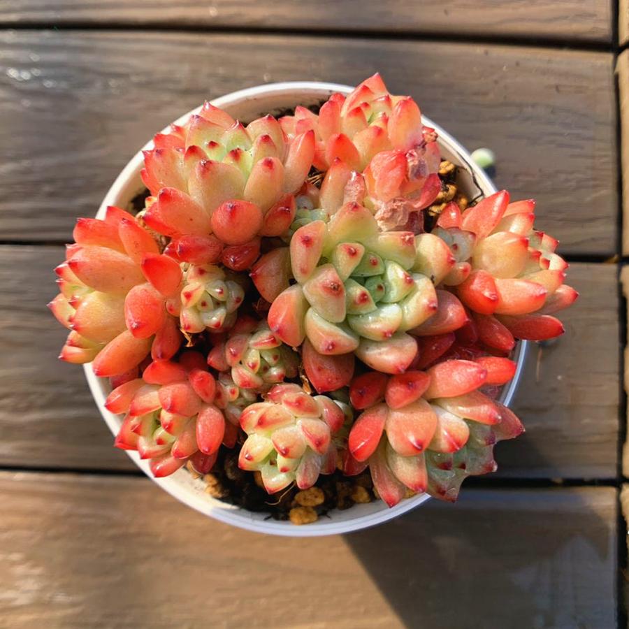 農園直売 エケベリア属 キャラメルエルフ（群）多肉植物 観葉植物