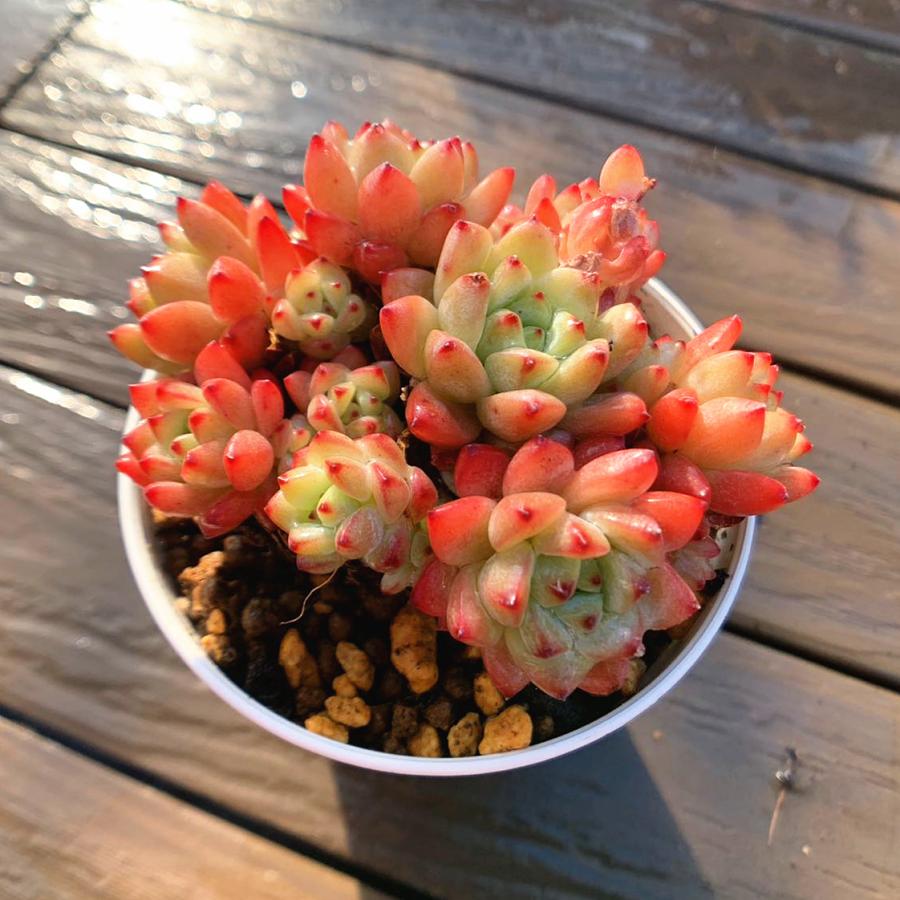 62.【札付き】アルメル Beehouse 命名株 多肉植物 エケベリア 62.【札付き】アルメル Beehouse 命名株 多肉植物 エケベリア 62.【札