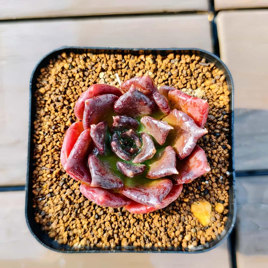 ブラックディーバ◎多肉植物 カット苗 韓国苗 エケベリア等 ブラックワイン エケベリア カット苗 | 多肉植物カット苗の通販