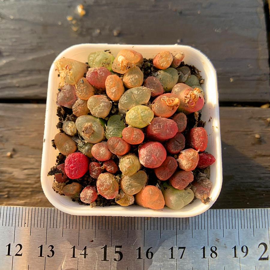 農園直売 多肉植物  コノフィツム属 カラフルマウガニーMIX　30-35頭セット　超お得　メセン　観葉植物　インテリア　多肉専門VERVE（Yahoo!・多肉専門VERVE）