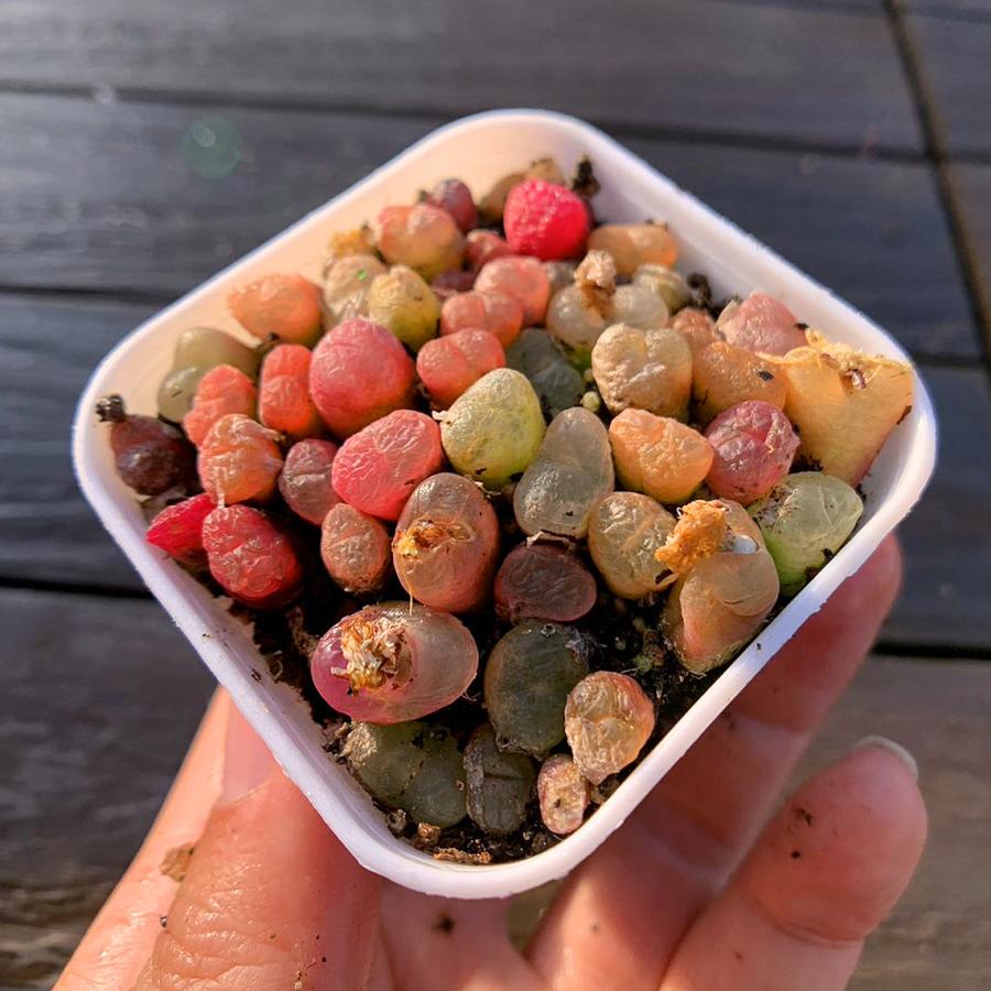農園直売 多肉植物 コノフィツム属 カラフルマウガニーMIX 30-35頭